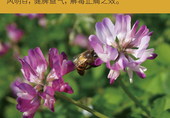 �f��������Ӣ����